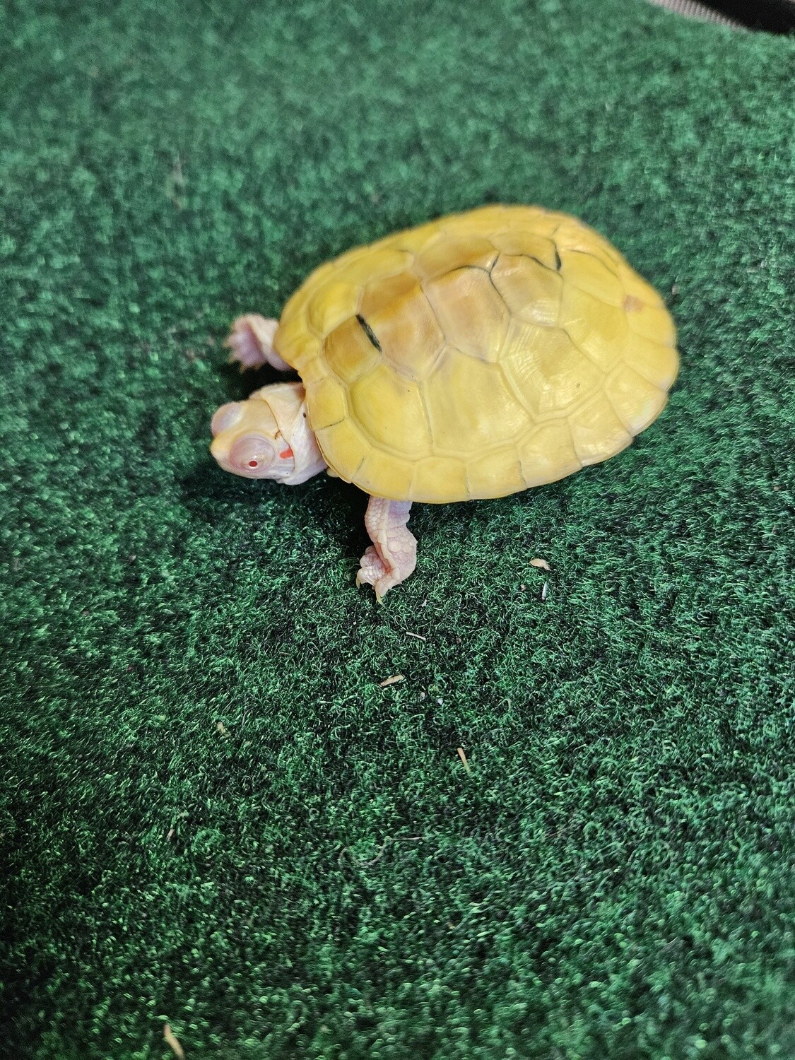 Albino Red Ear Sliders
