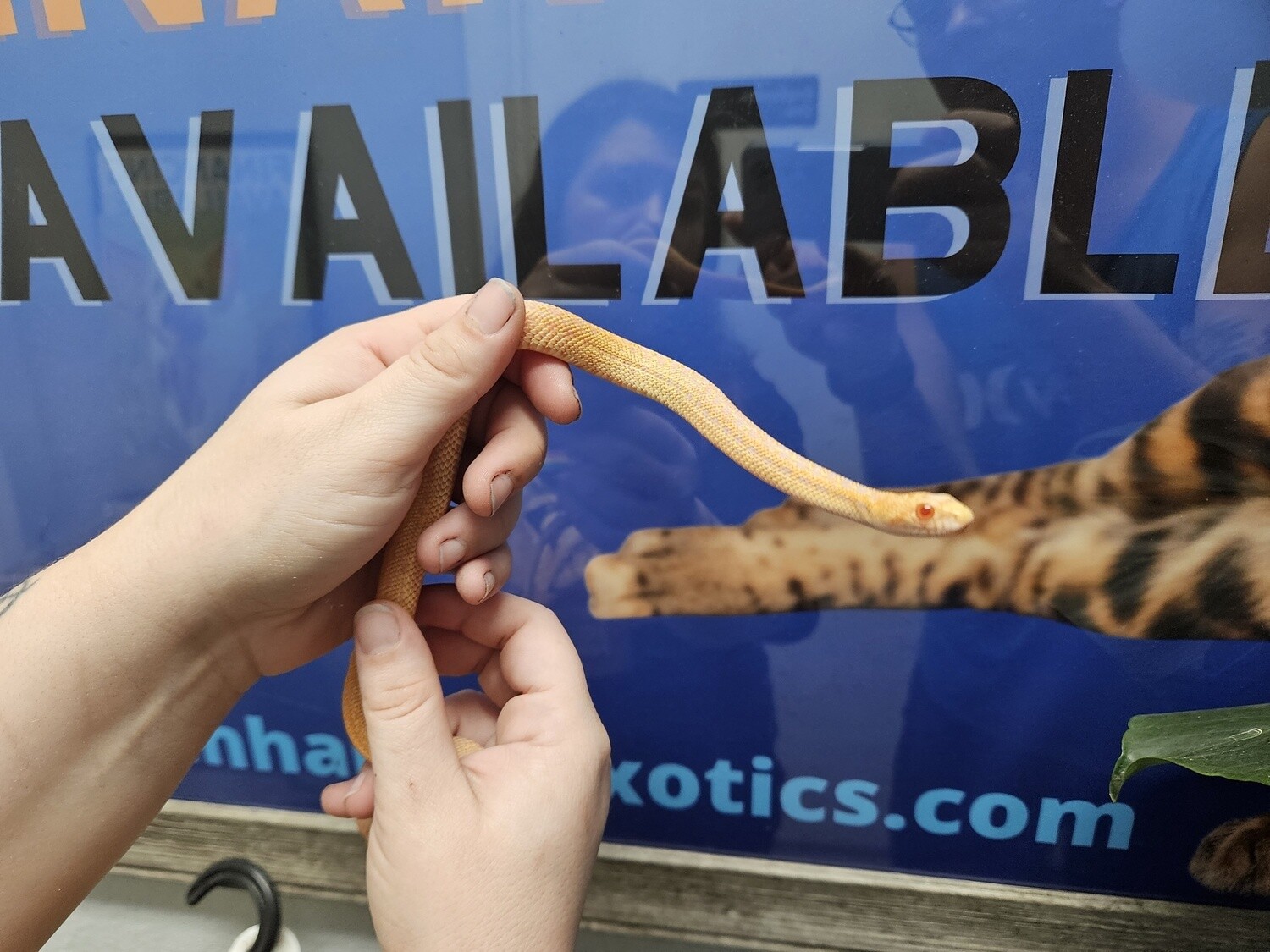 Albino Sandiego Gopher Snake