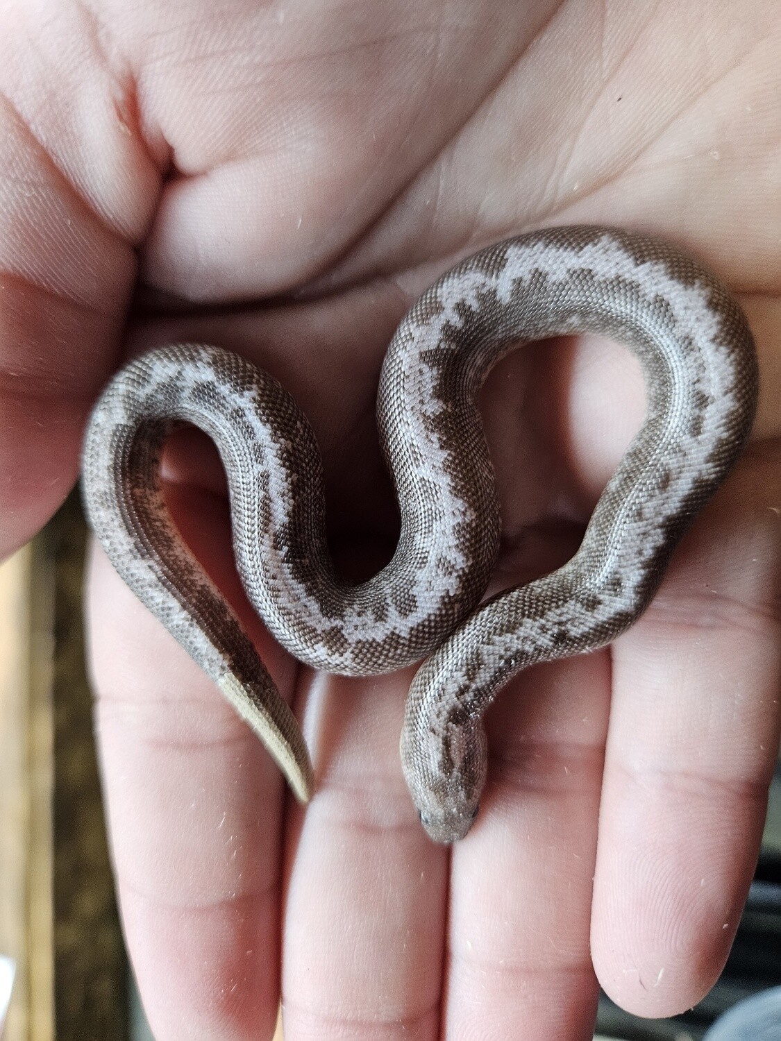 Anery Stripe Sand Boa
