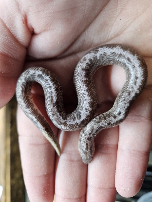 Anery Stripe Sand Boa