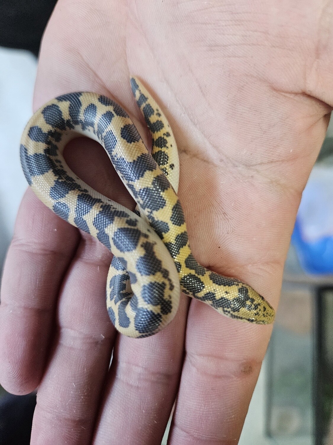 Kenyan Sand Boa