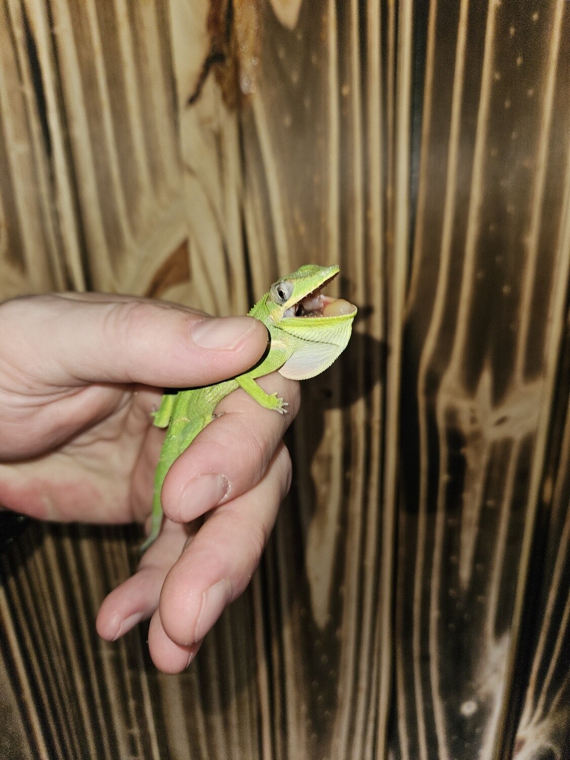 Cuban Knight Anole