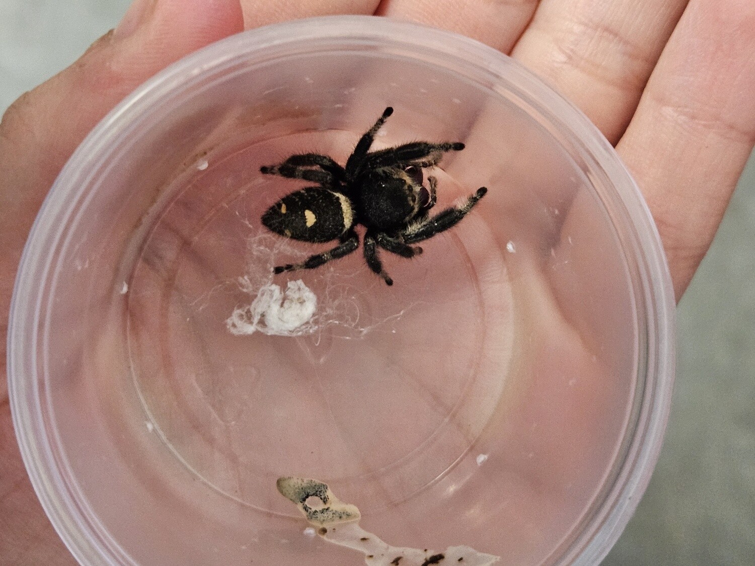 Jumping Spiders, Regal