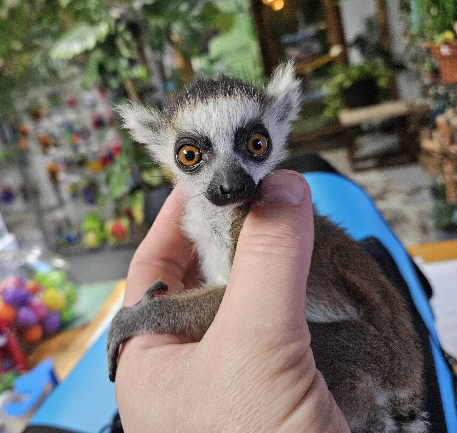 Ringtail Lemurs