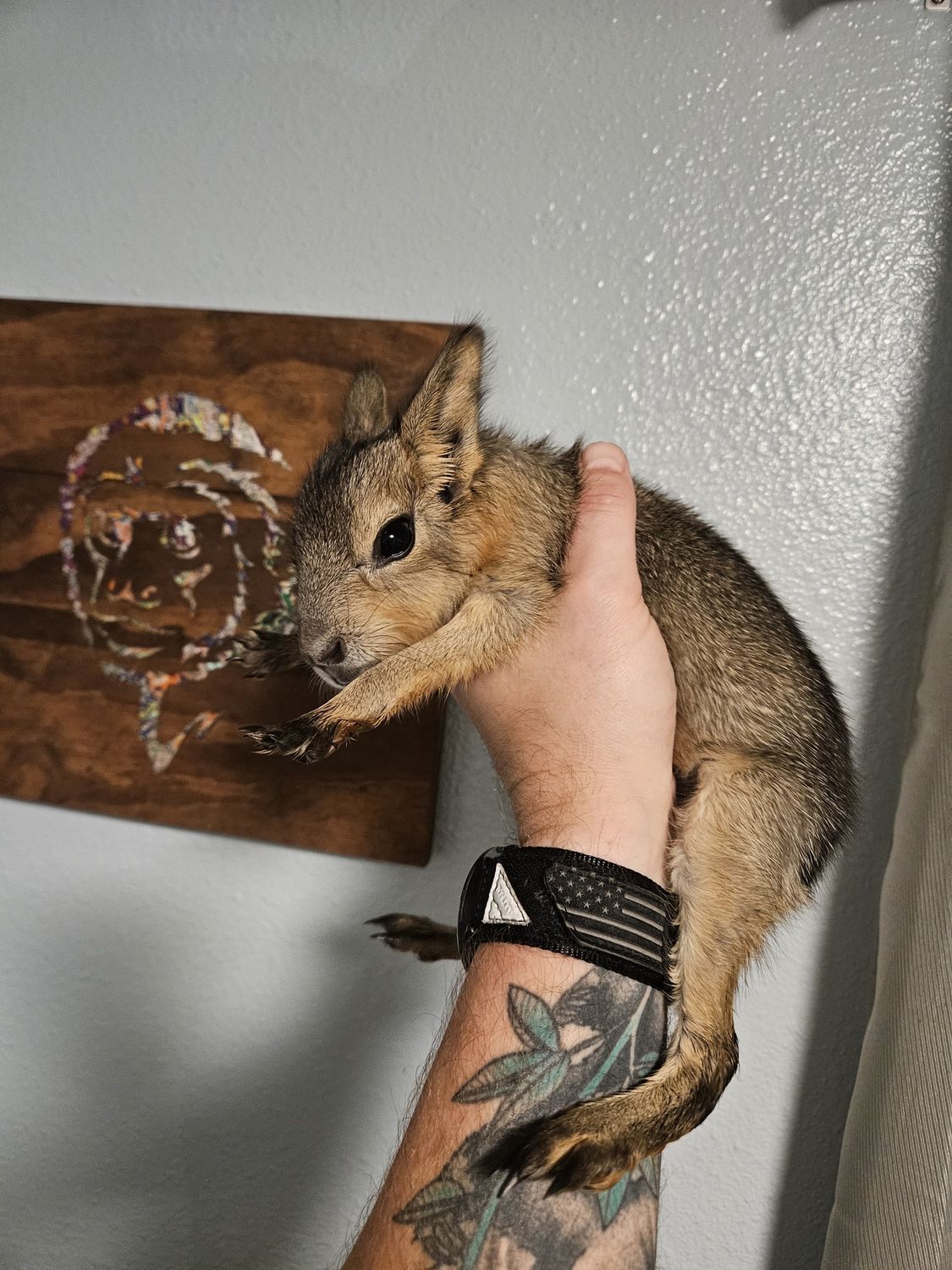 Patagonian Cavy