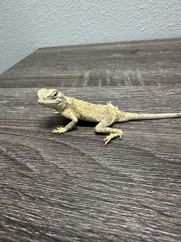 Hartmann&#39;a Agama