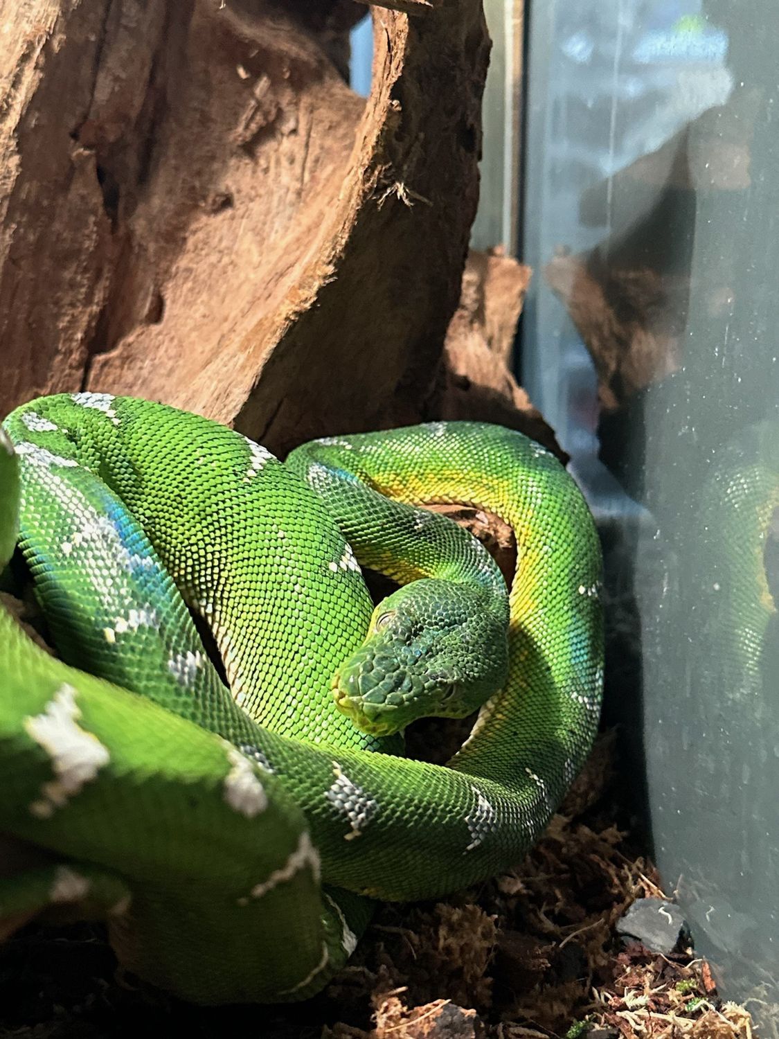 Emerald Tree Boa