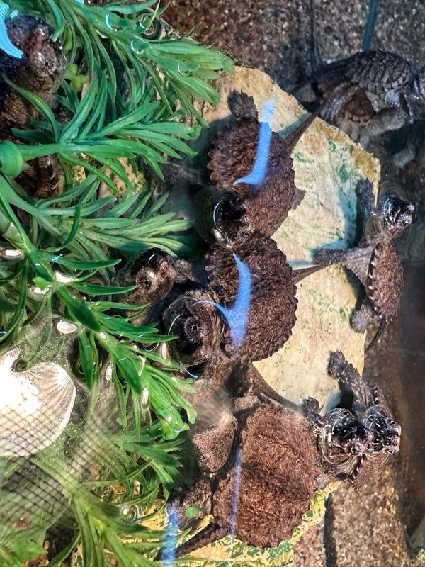 Snapping Turtles, common