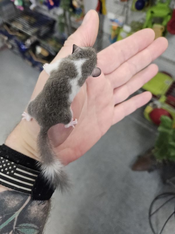 Pied Pygmy Squirrels / African Dormice!