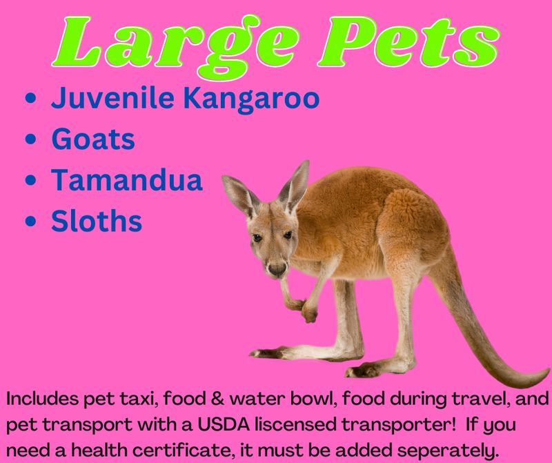 Large Pet Transport