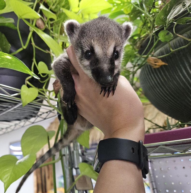 Coatimundis, preorder