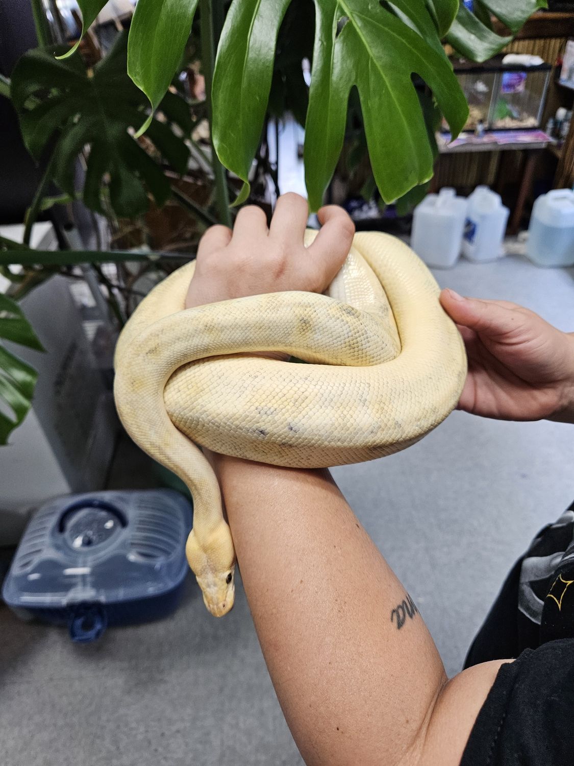 Banana morph Ball Python