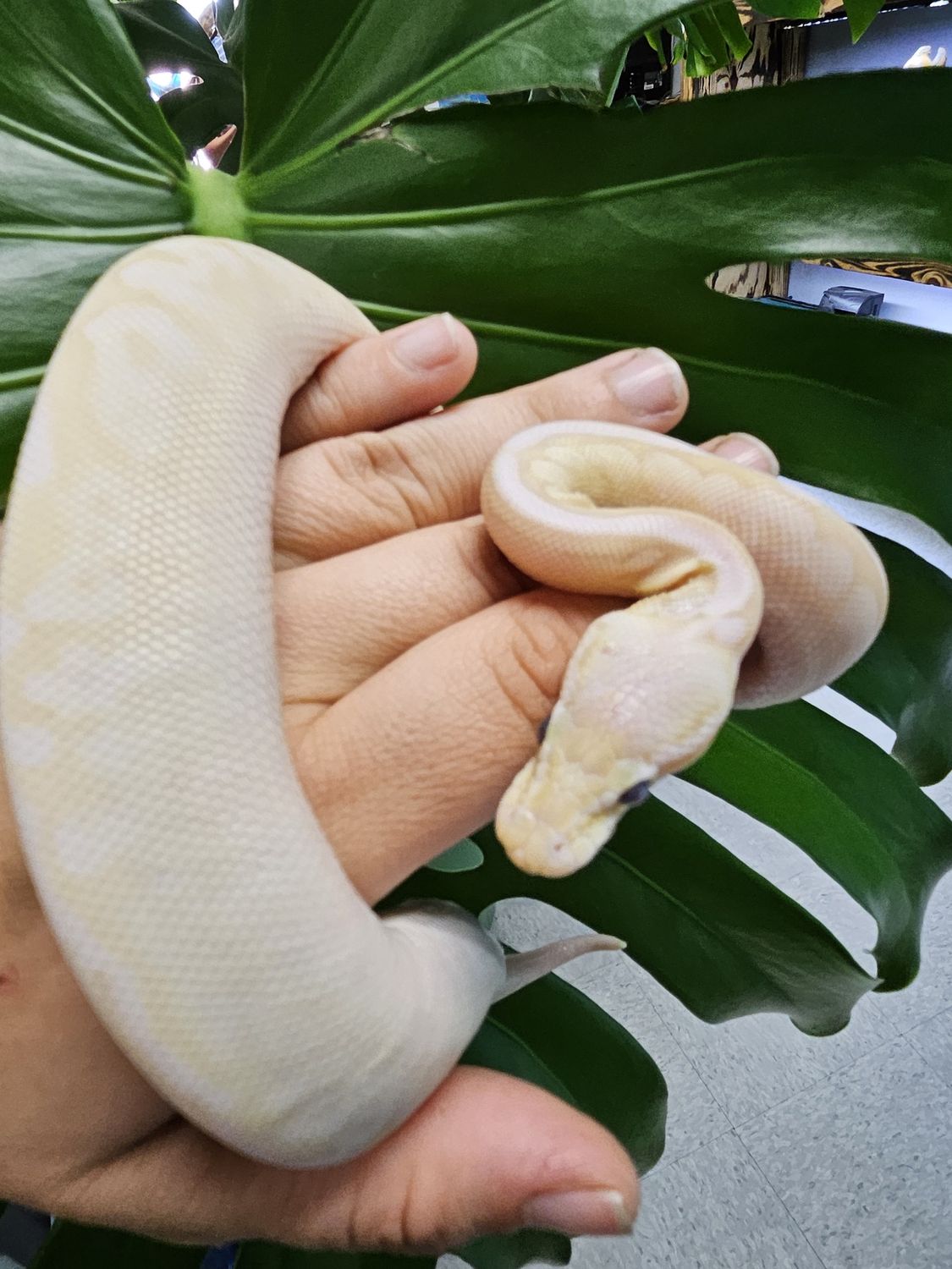 Premium Ball Python morph &amp; setup!