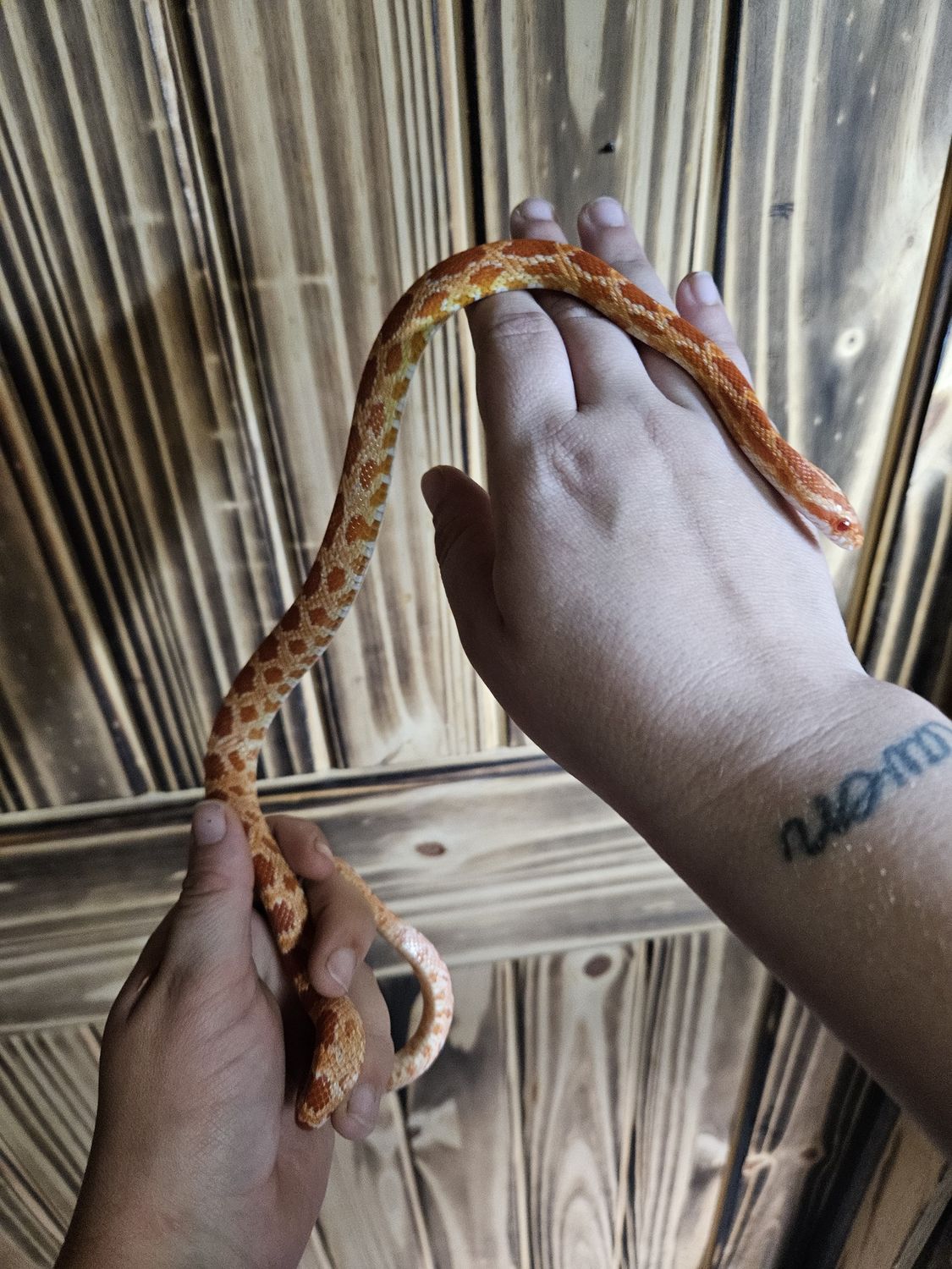 Albino Cornsnake
