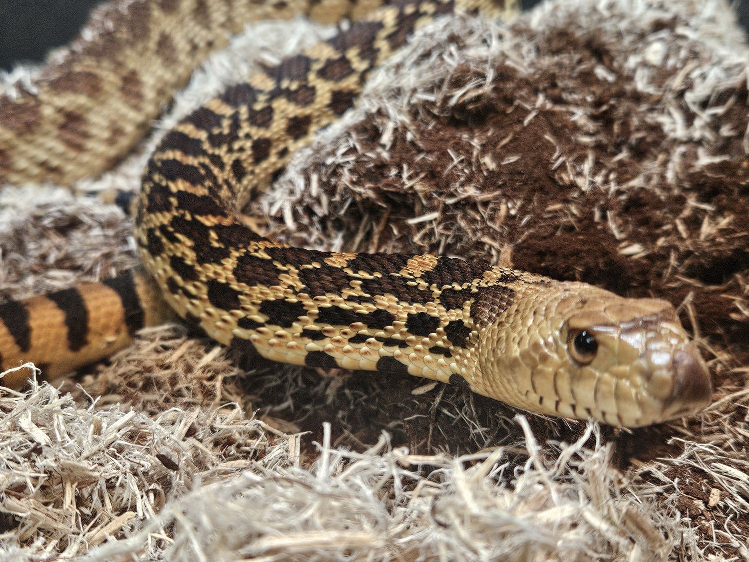 Bullsnake, juv.