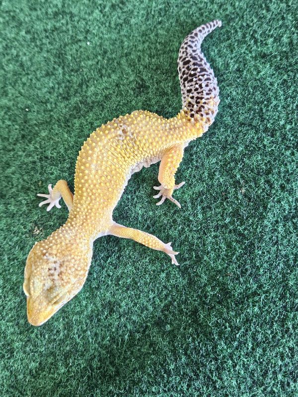 Leopard Geckos, Fancy Morphs