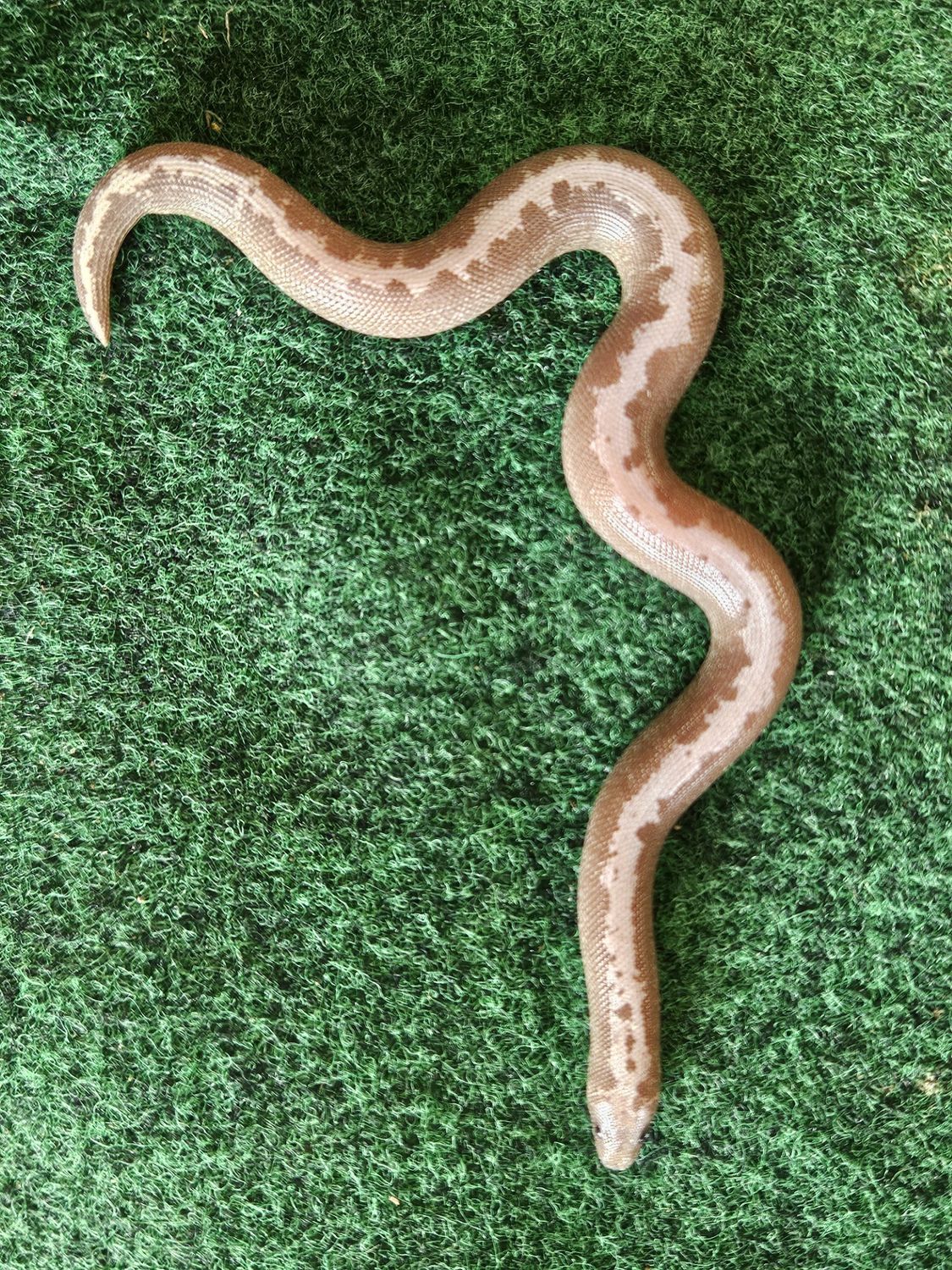Anery Striped Sand Boa