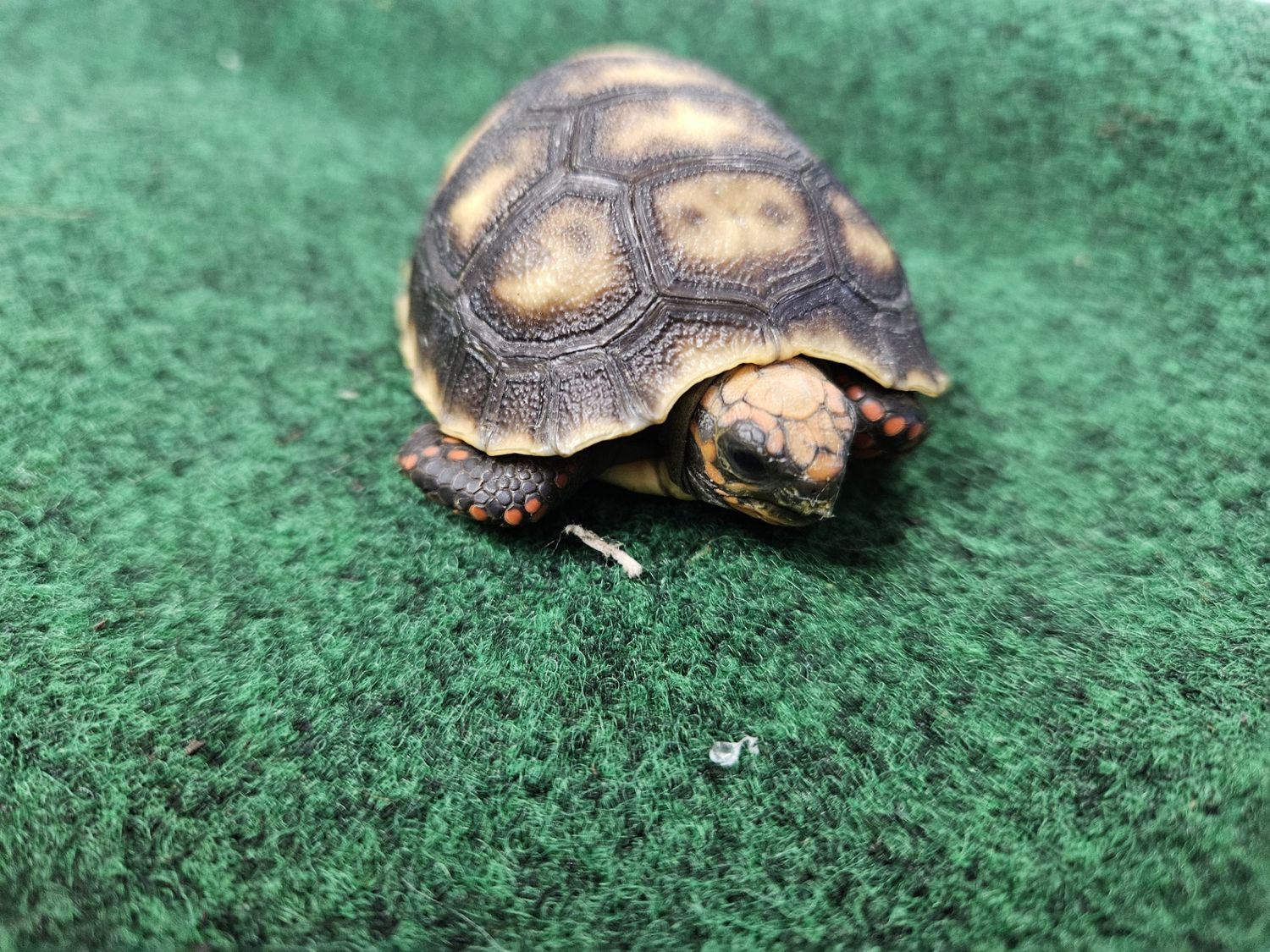 Red  Foot Tortoise