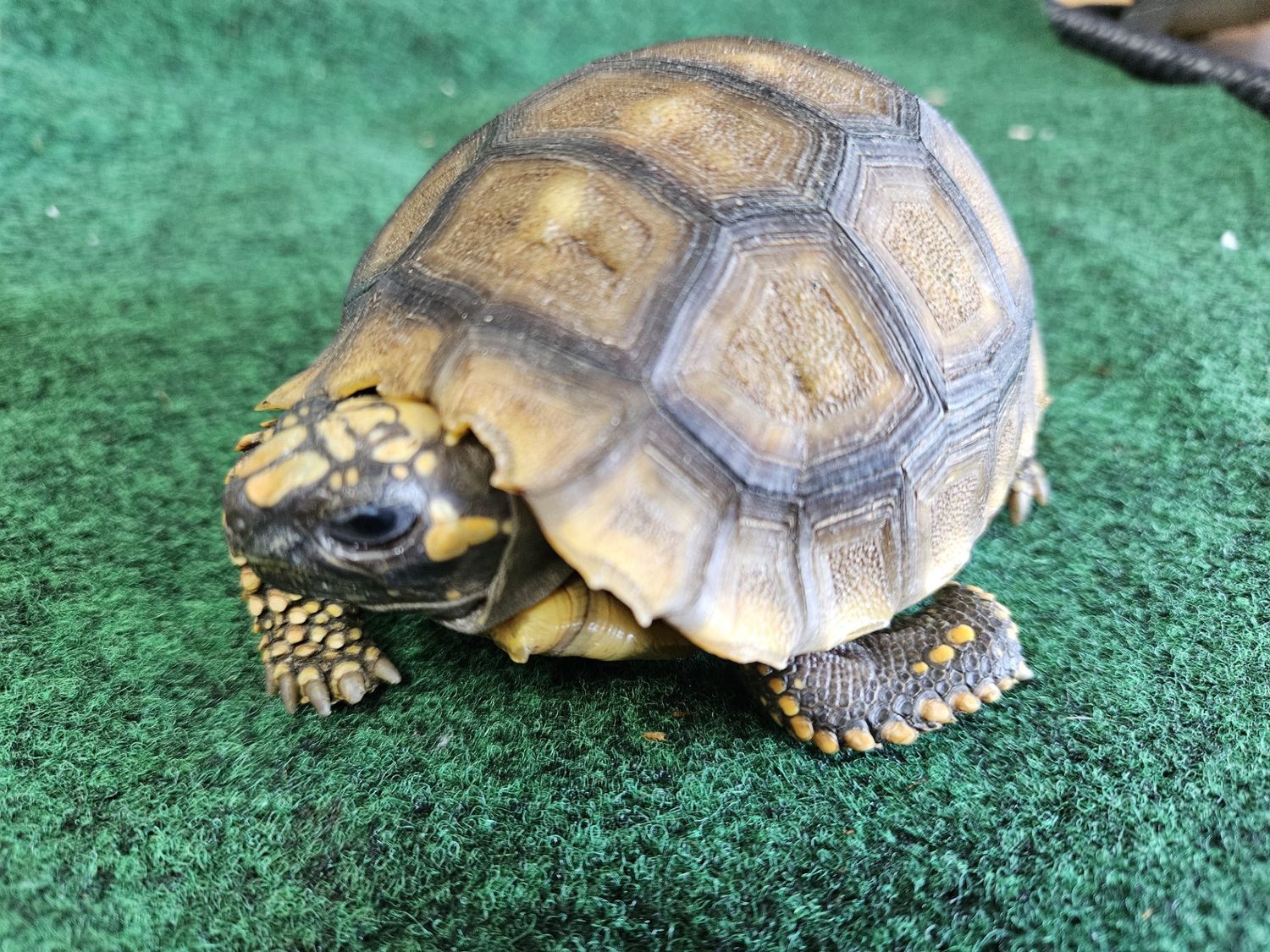 Amazon GIANT Yellow Foot Tortoise