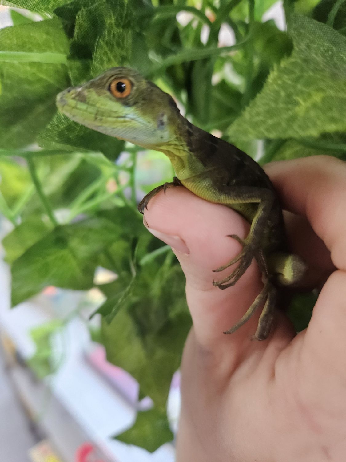 Green  Basilisk