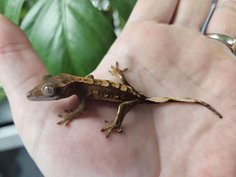 Crested  Gecko