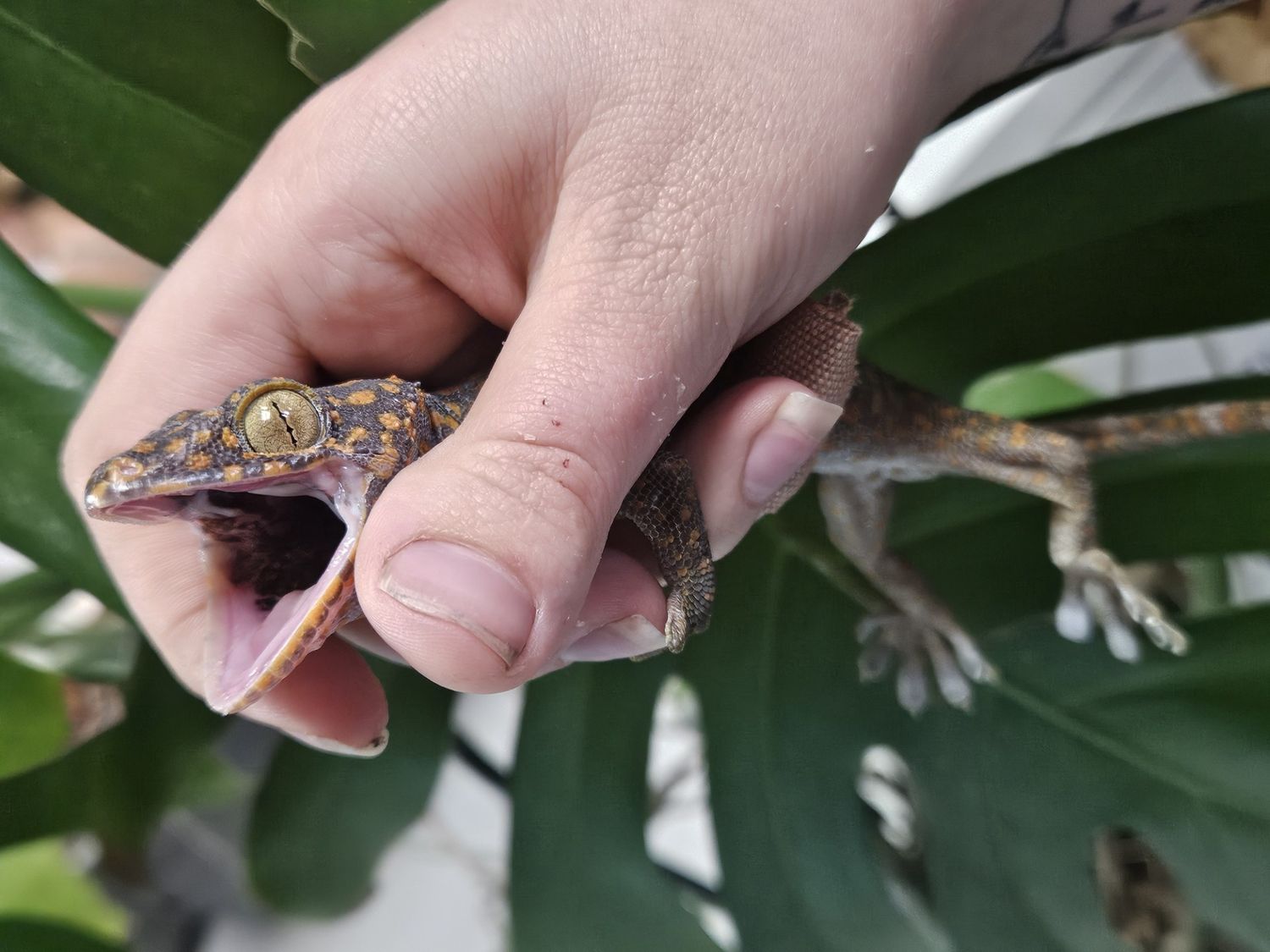 Tokay