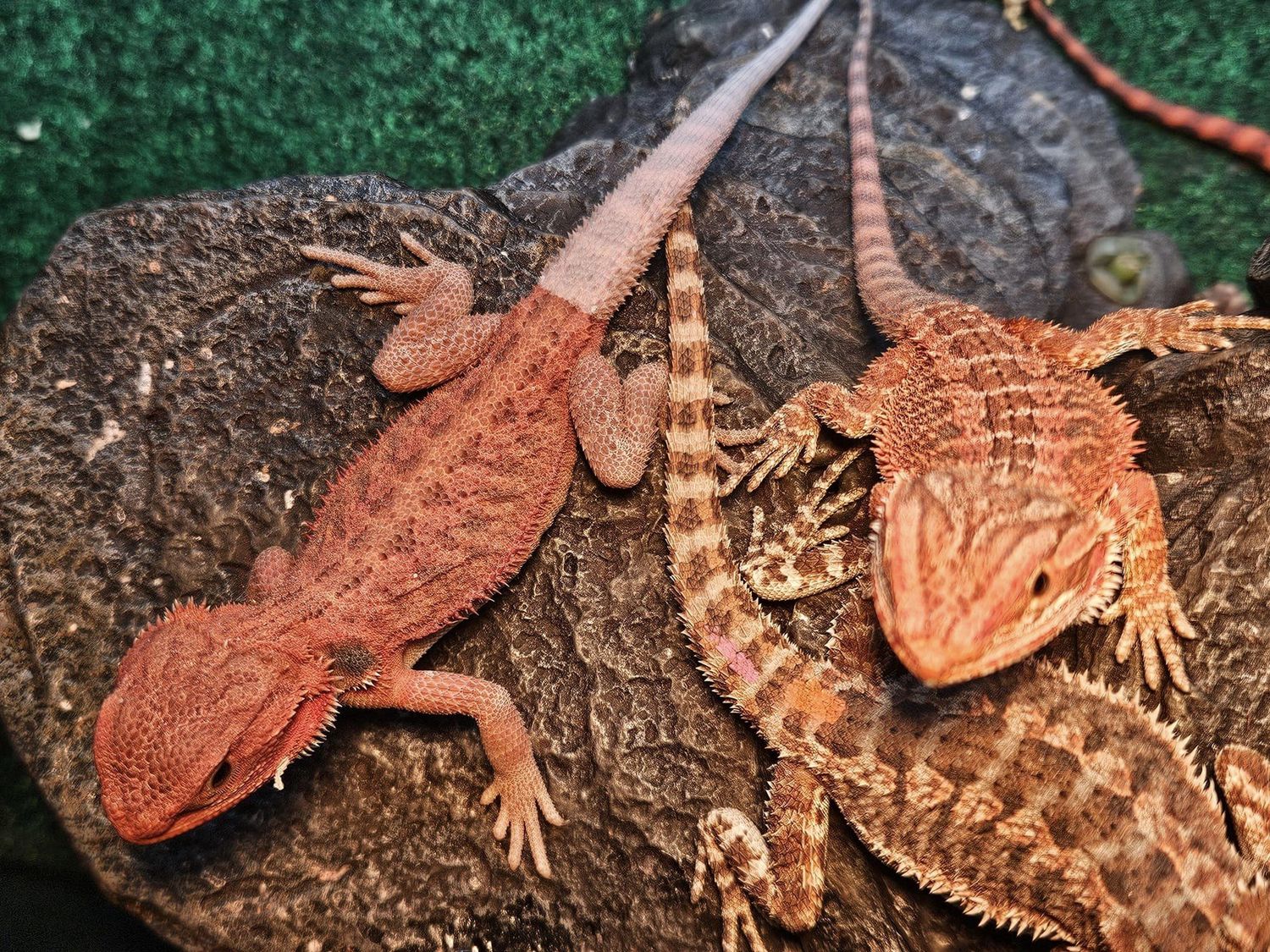 Red Bearded Dragons!