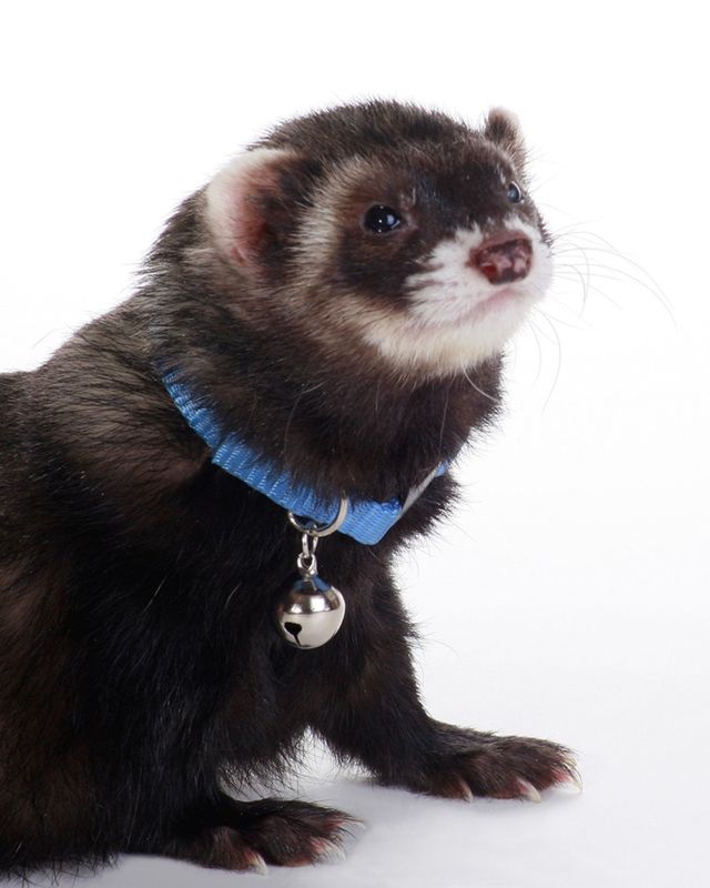 Marshall Pet Products Ferret Bell Collar Blue, 1ea/3/8 in
