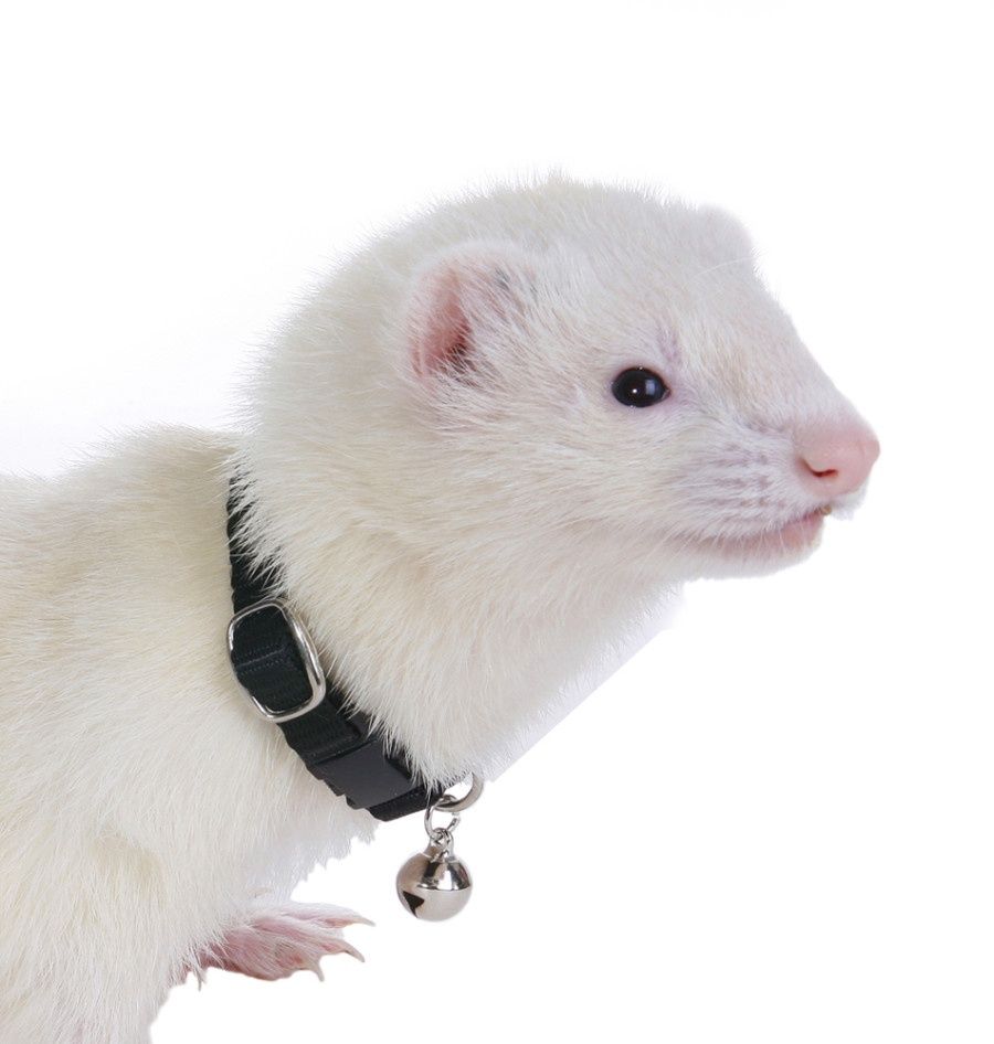 Marshall Pet Products Ferret Bell Collar Black, 1ea/3/8 in