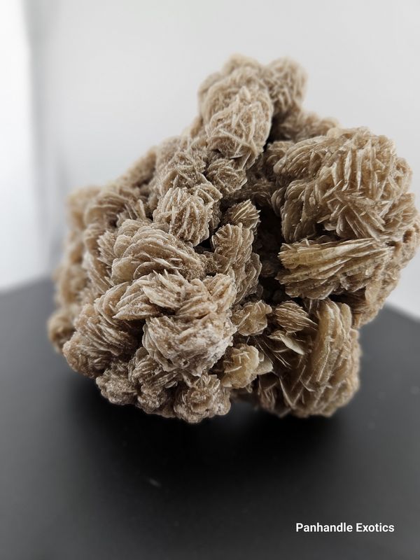 Desert Rose, XL