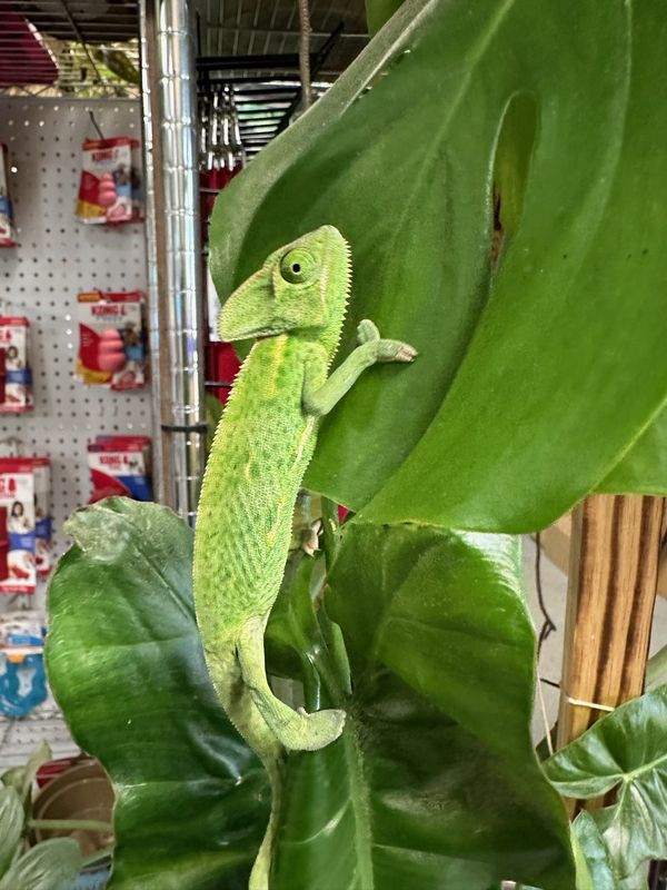Veiled  Chameleon