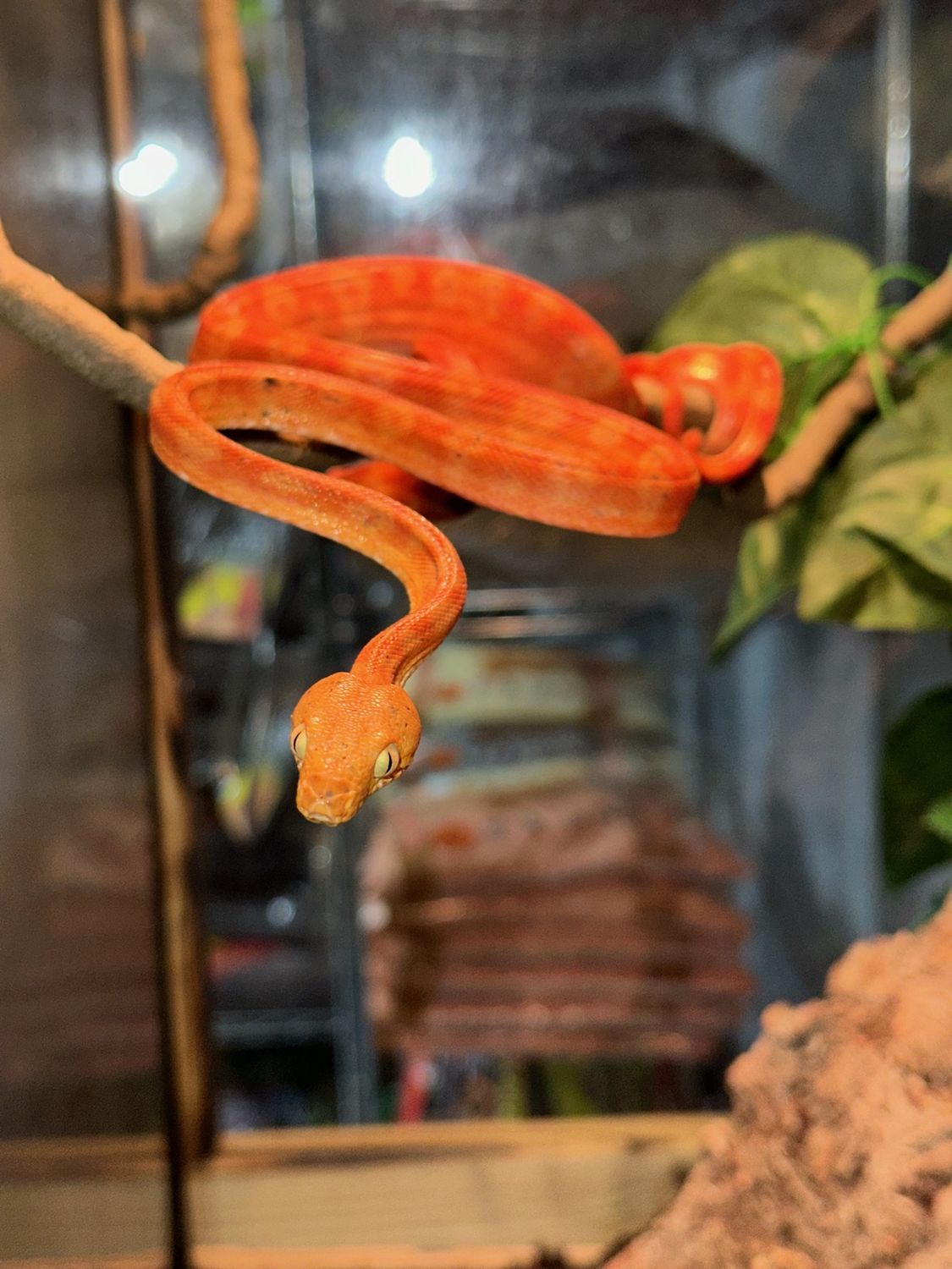 Colored Tree Boa