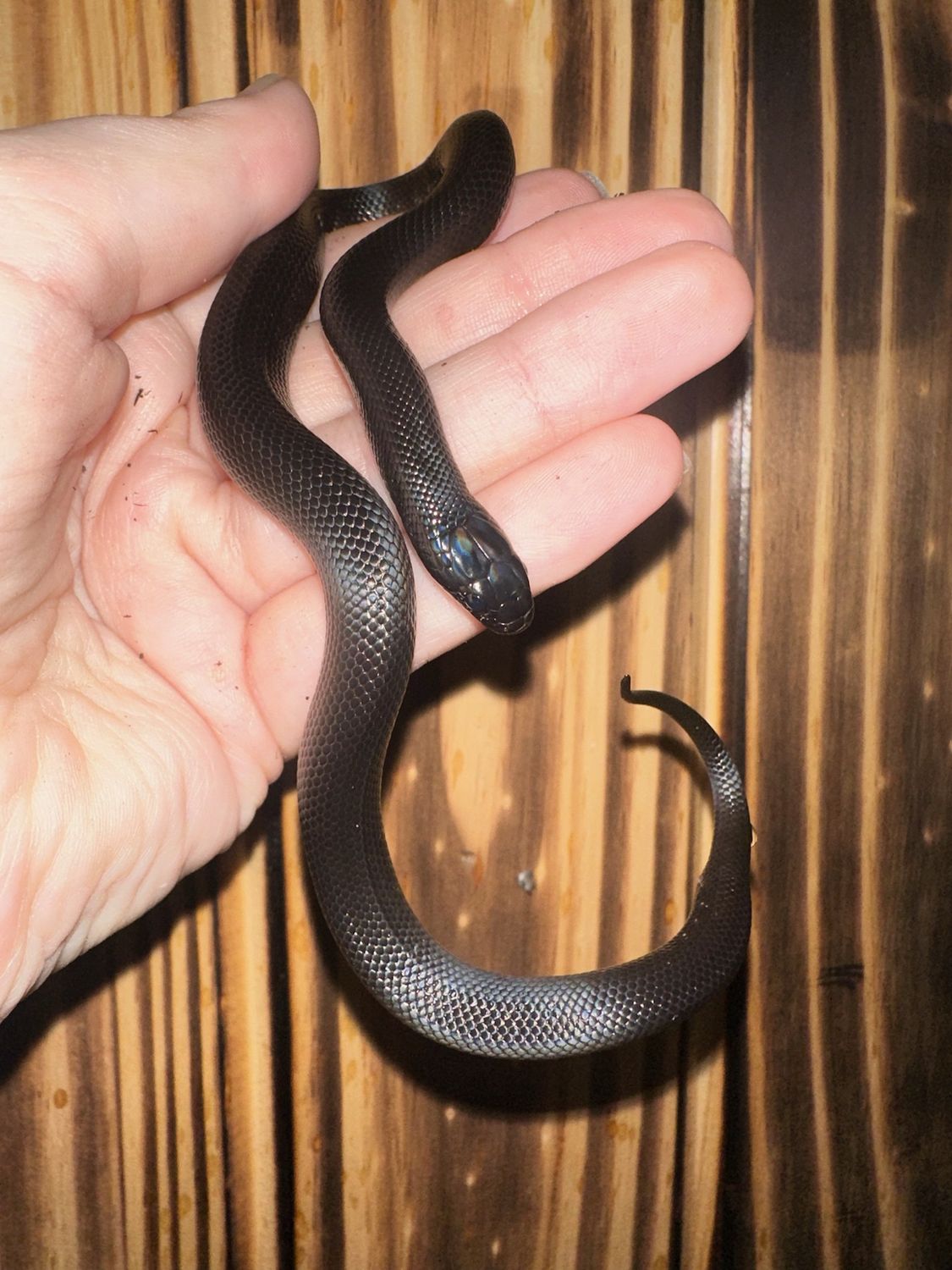 Mexican Black Kingsnake