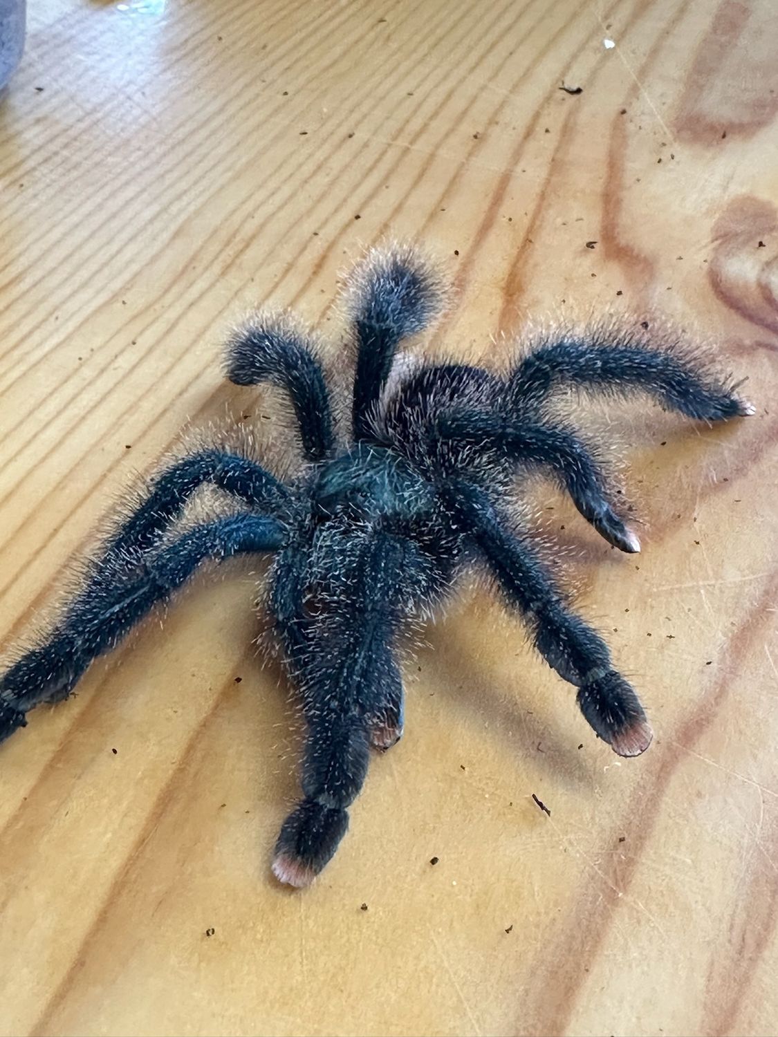 Metallic  Pink Toe Tarantula