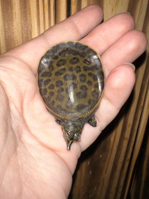 Florida Softshell Turtles