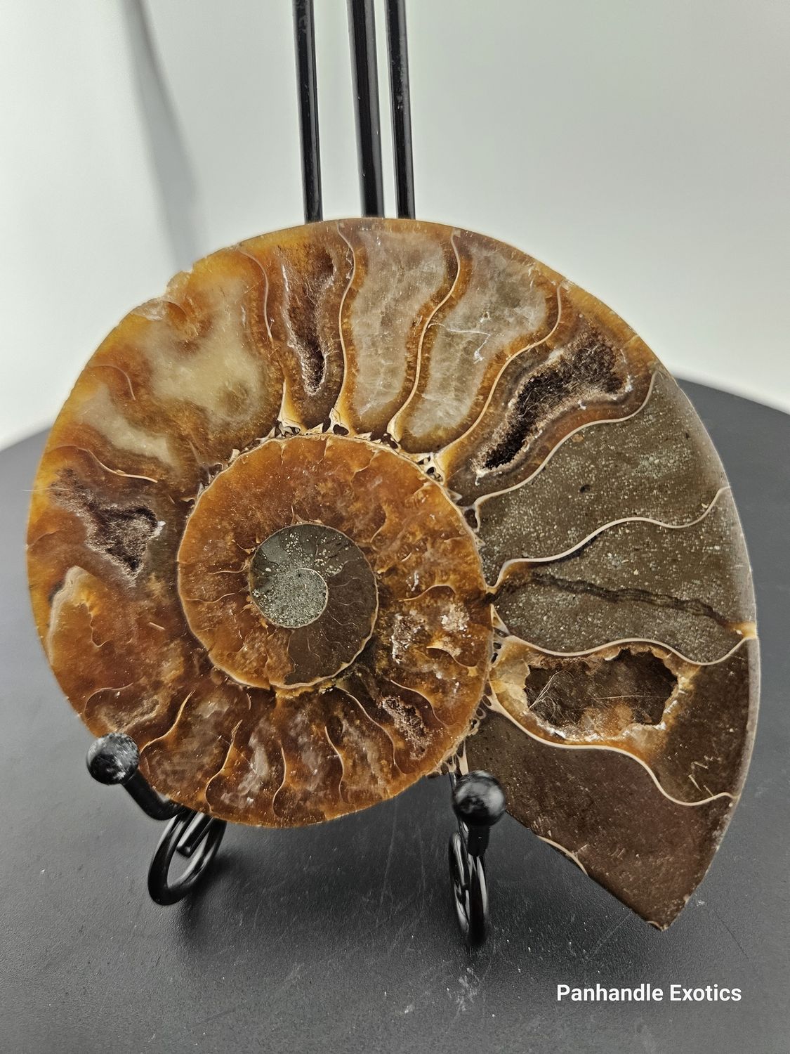 Snail Fossil