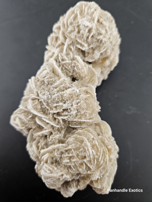Desert Rose