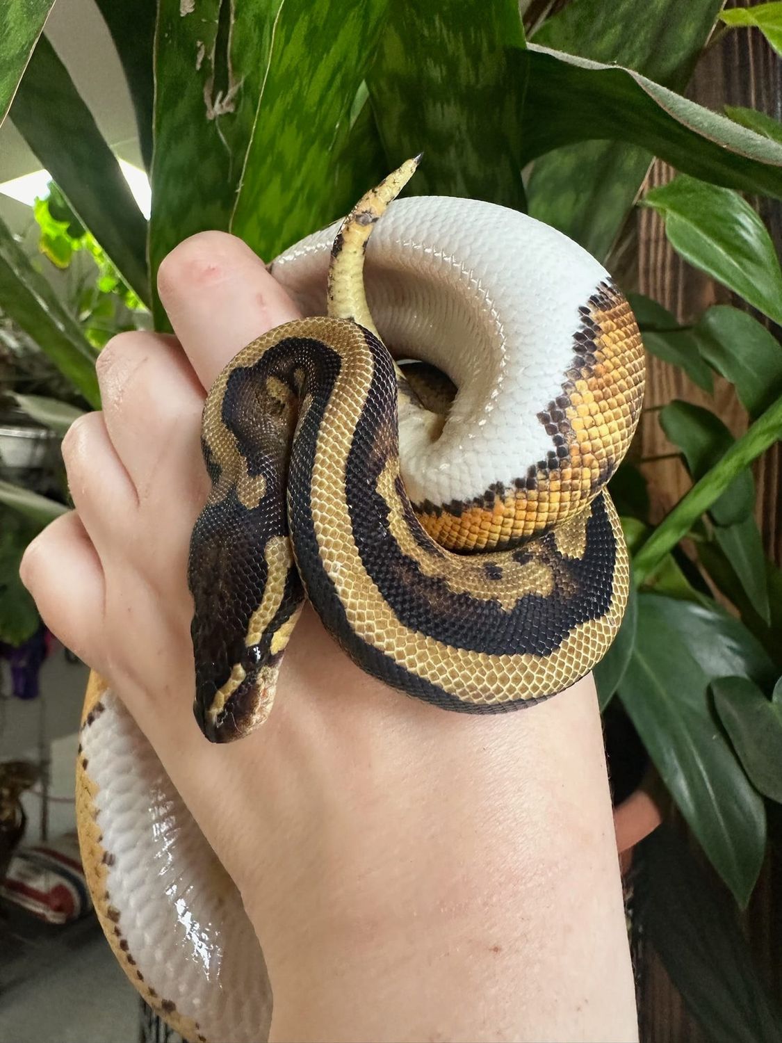 Yellow Belly Pied Ball Python