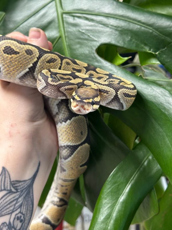 Ghost Ball Python