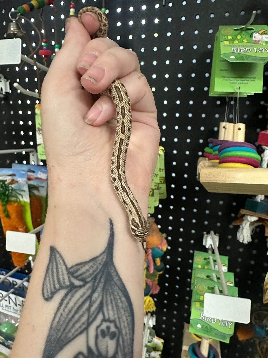 Artic Conda Hognose