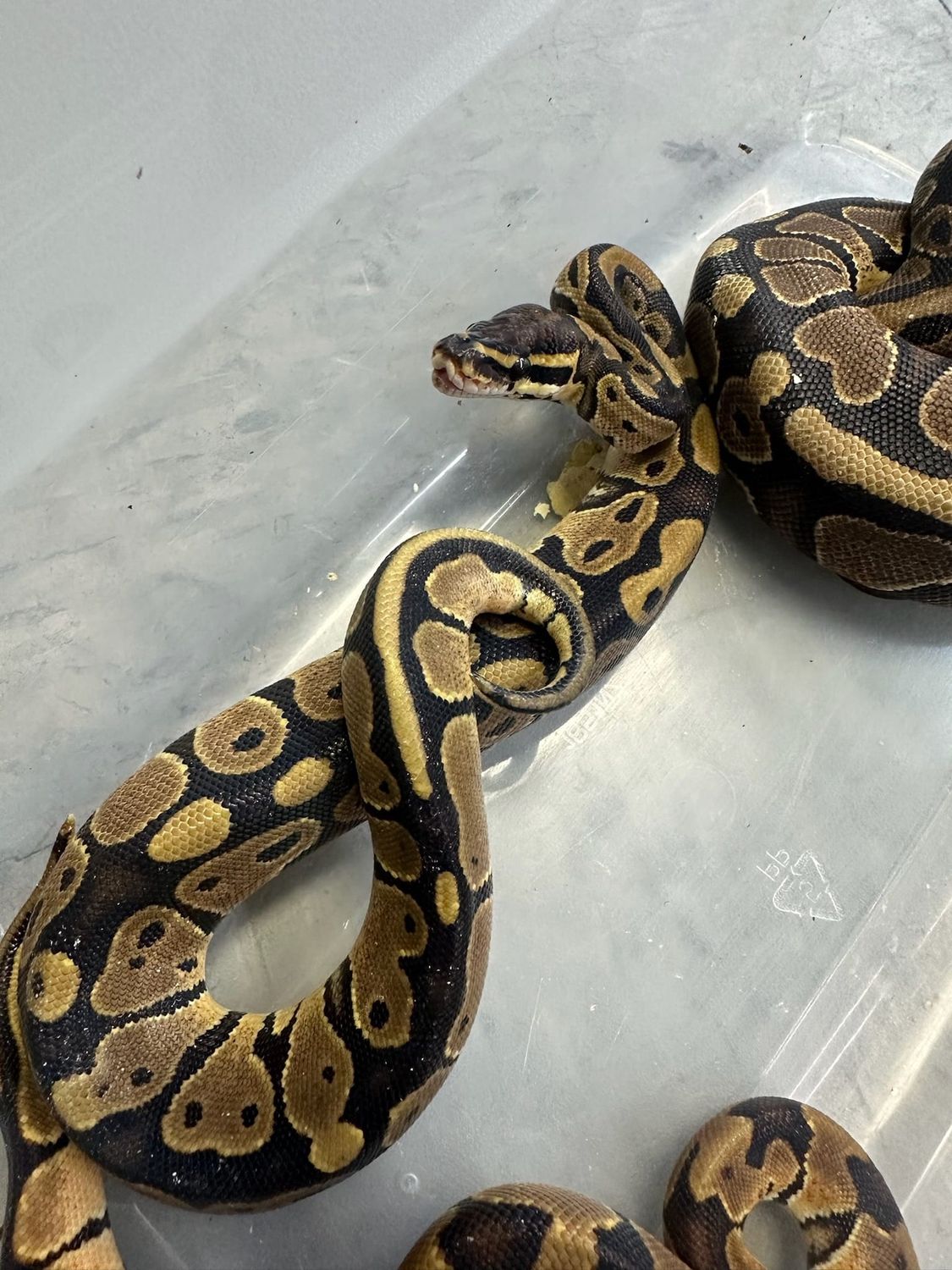 Pastel Yellow Belly Ball Python