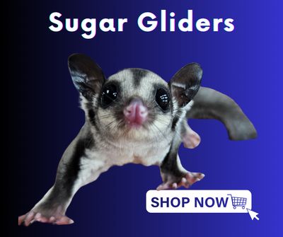 Sugar Gliders