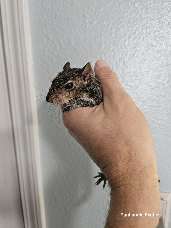 Gray Squirrels, preorder