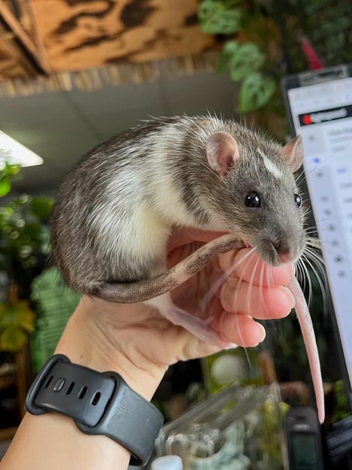 Pet Rats, Color: Dumbo with hair