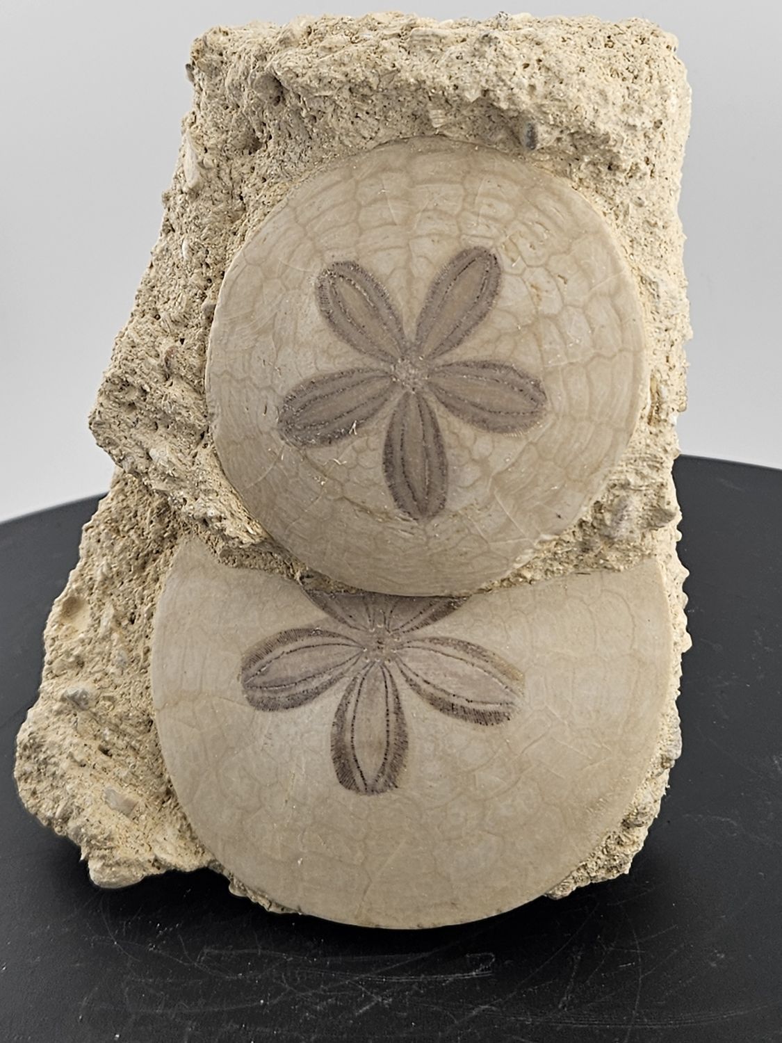 Fossilized Sand Dollars (authentic!)