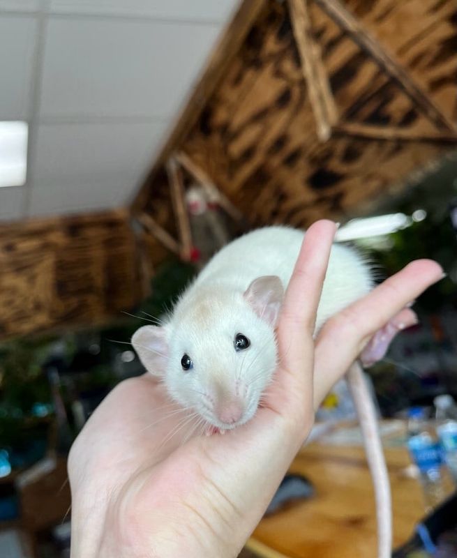 Pet Rats