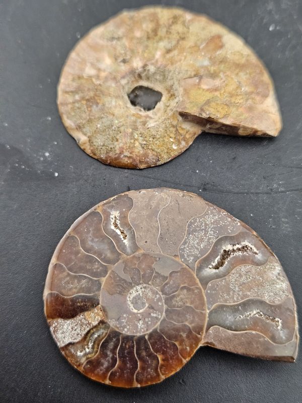 Snail Fossil, small
