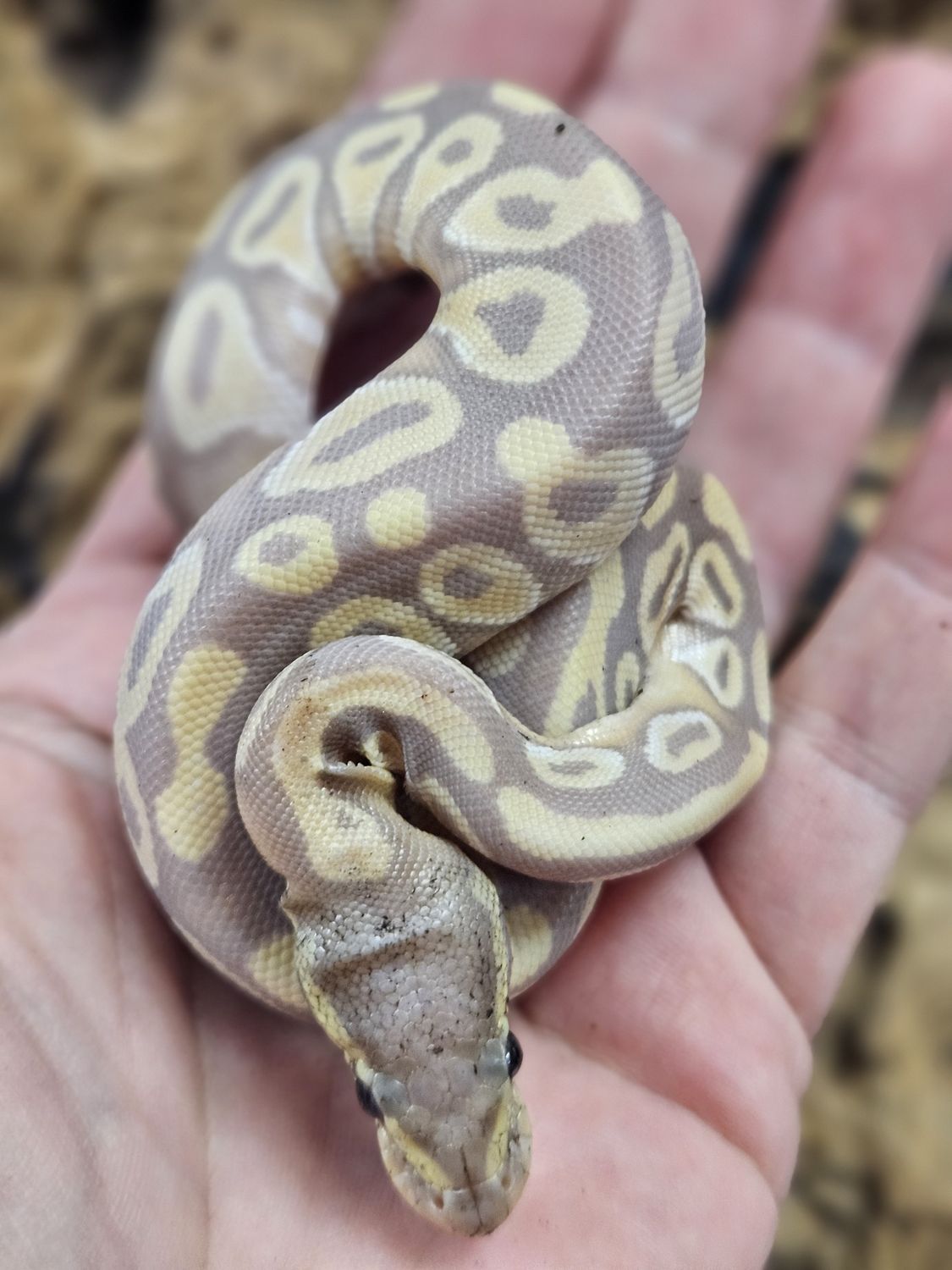 Banana Phantom Ball Python