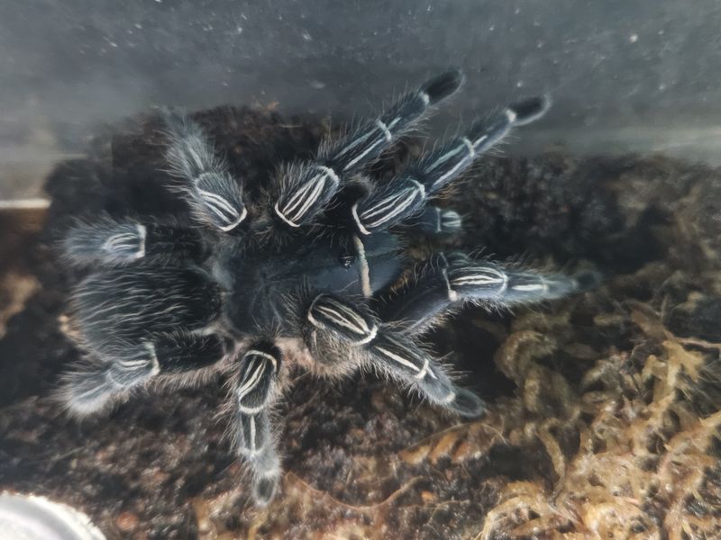 Stripe Knee Tarantula
