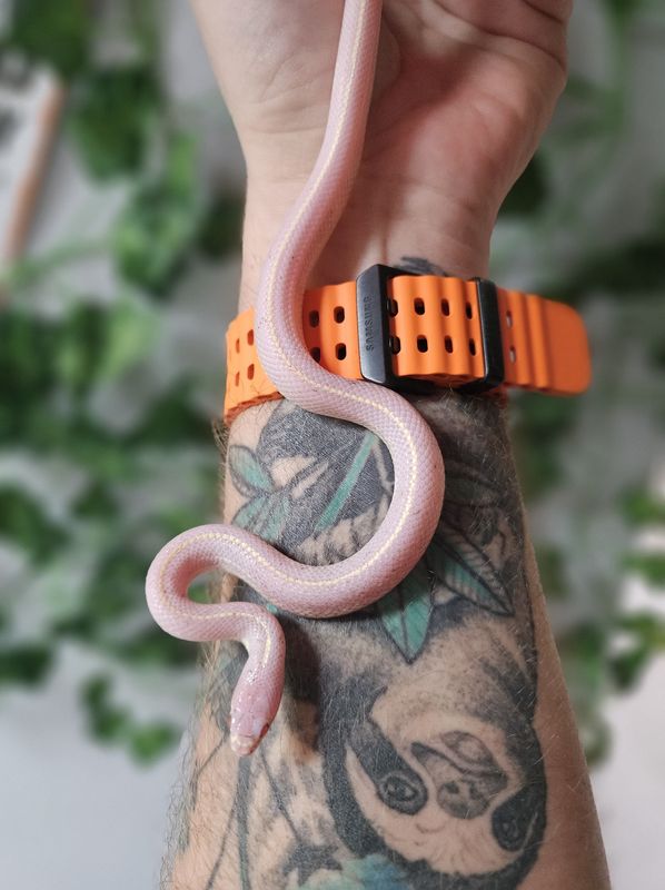 Albino Striped CA Kingsnake